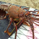 Japanese lobster？