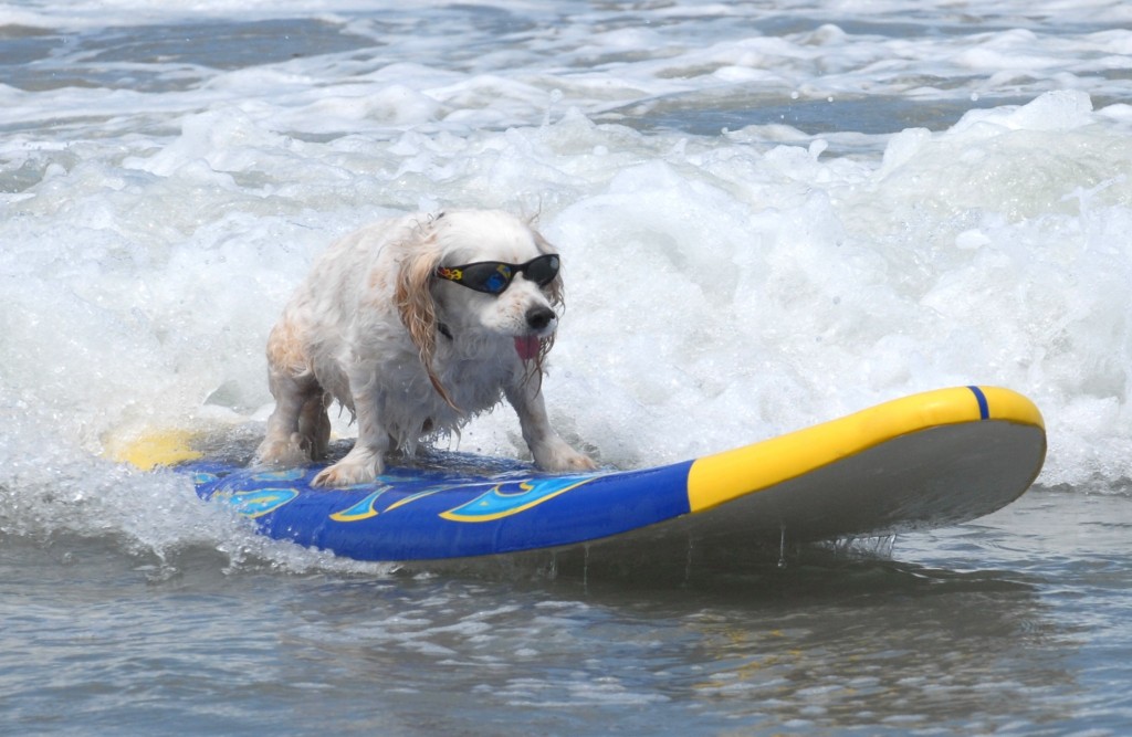 lowes-surf-dog-competition-tj-1024x667
